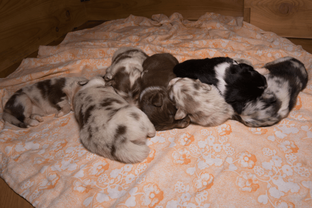 all puppies